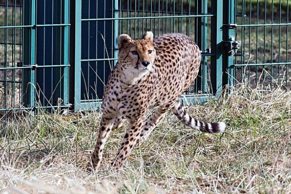 Nové gepardí samice rozšíří rodinu v plzeňské zoo