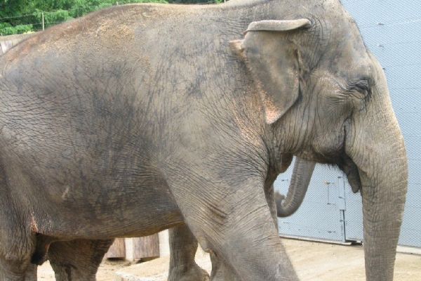 Plzeňská zoo chce slony. Město udělalo další krok 