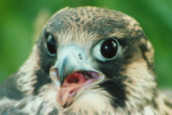 Sobota patří festivalu ptactva, ornitologové zvou v Plzni na vycházku, kroužkování i do záchranné stanice