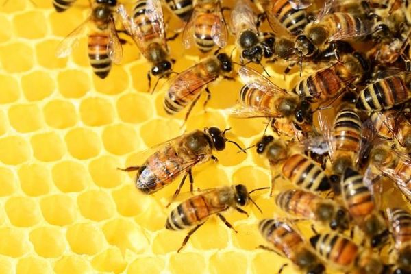 Karlovarský kraj: Na podporu včelařství půjde přes milion korun
