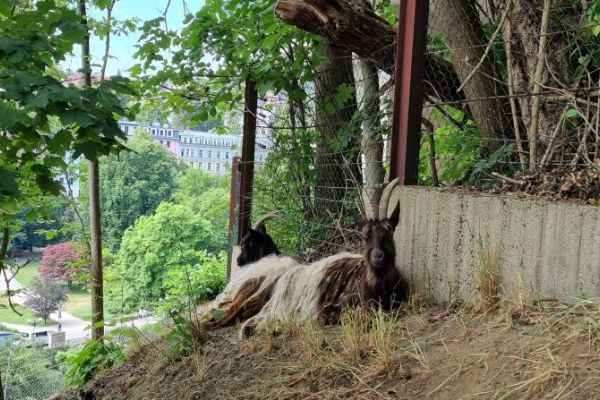 Karlovy Vary: Svahy kolem hotelu Thermal spásají kozy walliserské