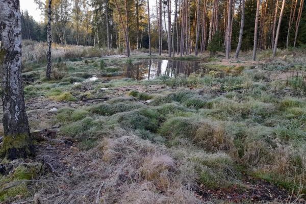 Karlovy Vary: Tůně v lázeňských lesích přispějí k zadržení vody v krajině i zvýšení biodiverzity