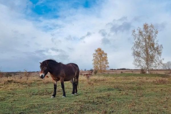 Region: Nová rezervace divokých koní dnes vzniká u Aše, zvířata odjela z Milovic
