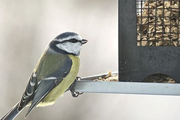 Region: Ornitologové opět sčítají ptactvo