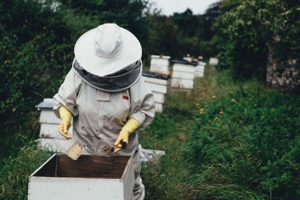 Region: Včelaři mohou začít podávat žádosti o krajské dotace