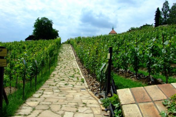 Slovácké vinice v krizi - mrazy zničily až 100% úrody