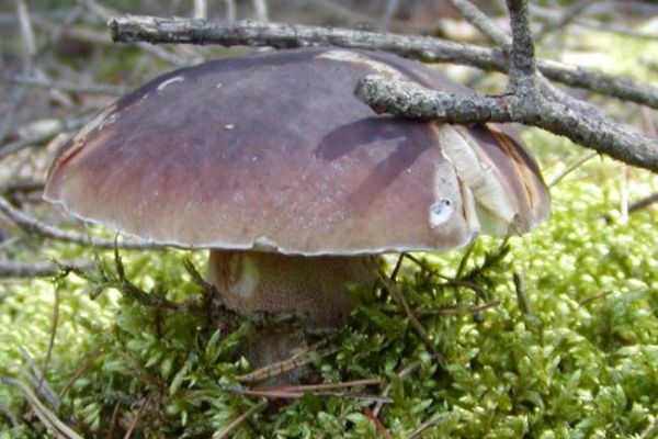 Na Šumavě se ztrácejí houbaři