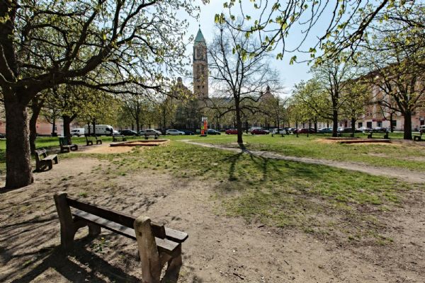Úpravy zeleně na Jiráskově náměstí zlepší životní podmínky stromům i lidem