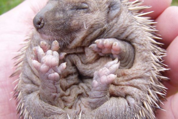 Ochránci zvířat z Rokycan radí: Pomáhejme ježkům s rozumem. Jak je odchovat? 