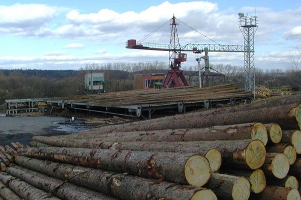 V lesích Plzeňského kraje se množí krádeže dřeva