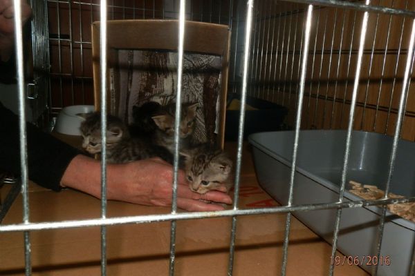 U obchodního centra na Doubravce ležela krabice se čtyřmi koťaty 