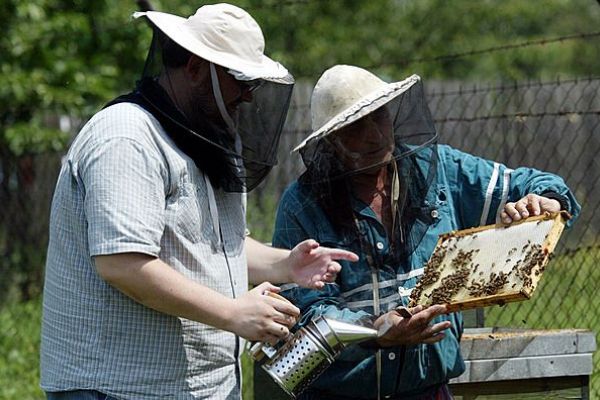 Včelaři získávají finanční pomoc pro boj s včelím morem