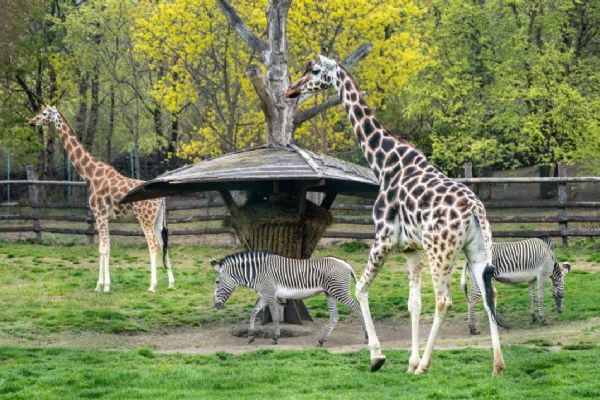 Africká savana v Zoo Praha je znovu obydlená