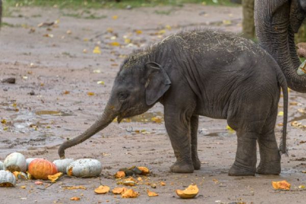 Dýňové hody a soutěž o největší dýni pro zvířata v Zoo Praha