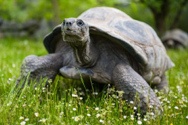 Hlasité námluvy velkých želv v Zoo Praha