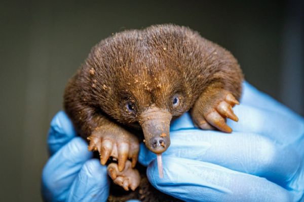 Mládě ježury australské v Zoo Praha už má první bodliny, je mu 100 dní