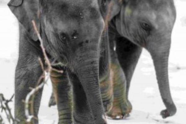 Nejvíce adoptivních rodičů a sponzorů v Zoo Praha mají sloni