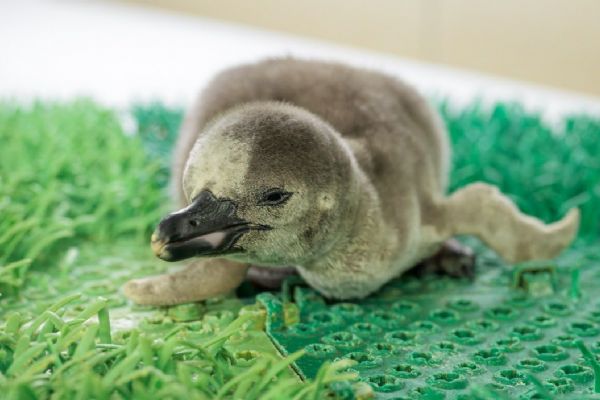 Pražské hejno tučňáků má nového člena
