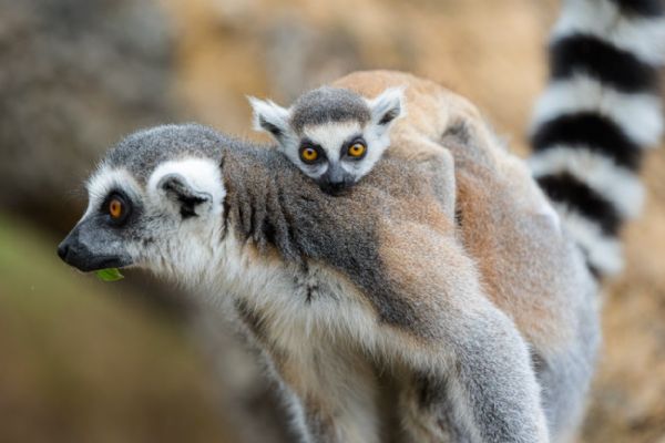 Pruhované mládě na ostrově lemurů
