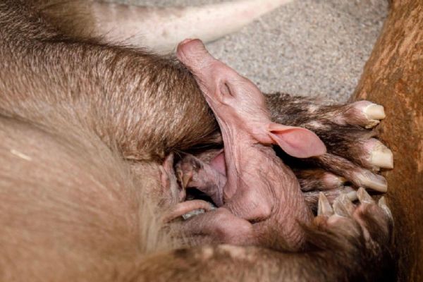 Radost v Zoo Praha: samice hrabáče kapského Kvída porodila své další mládě