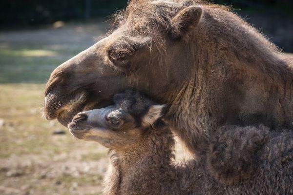 Radost v Zoo Praha: Samice velblouda dvouhrbého Sophia porodila mládě