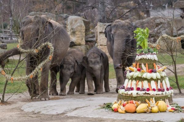 Sloní princezna Lakuna včera oslavila první narozeniny