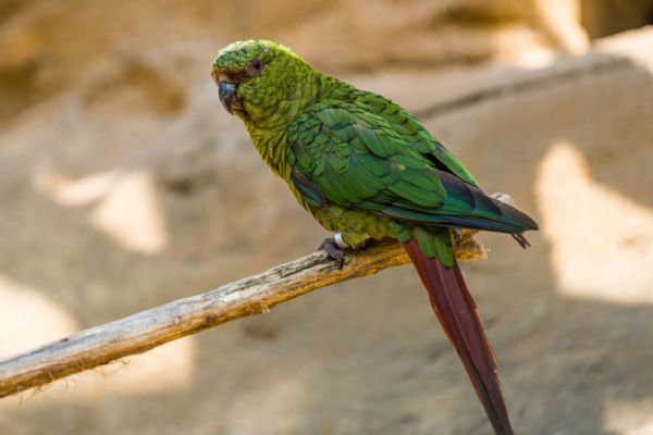 Smaragdový papoušek nově v Zoo Praha