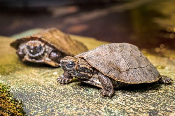V Zoo Praha se líhnou záhadné želvy