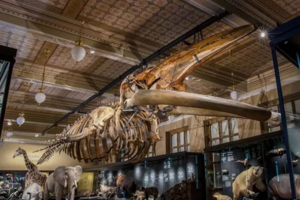 Velryba je zpět! Národní muzeum otevírá stálou expozici Zázraky evoluce a spouští novou propagační kampaň