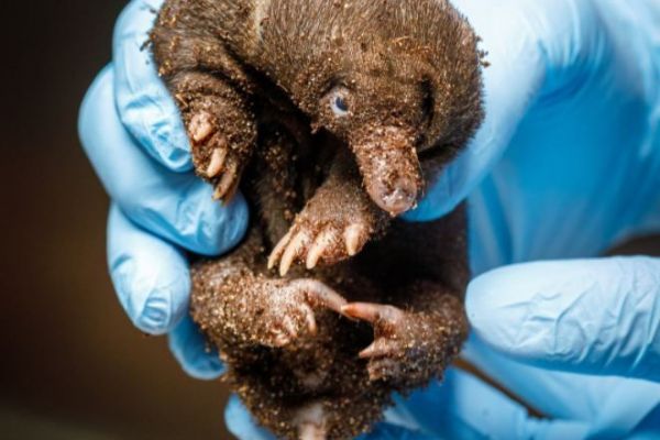 Zoo Praha odchovává první  mládě ježury australské
