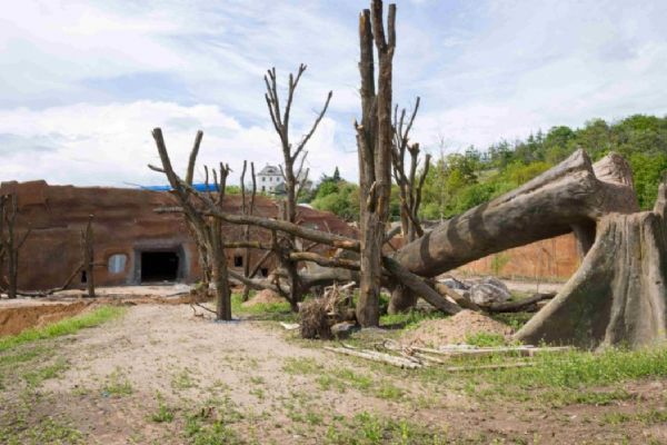 Zoo Praha pokračuje ve stavbě nového pavilonu goril