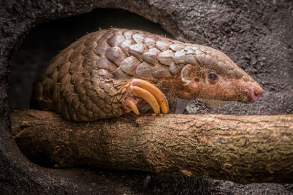 Zoo Praha představila veřejnosti luskouny
