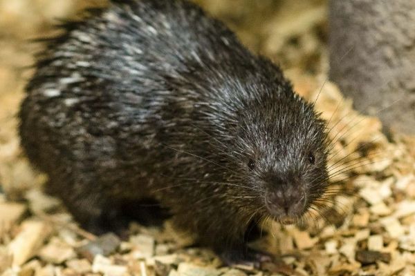 Zoo Praha se podařil další odchov dikobraza palawanského