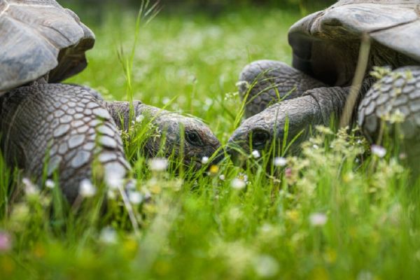 Zoo Praha se stala koordinátorem Evropského chovného programu (EEP) pro želvy obrovské