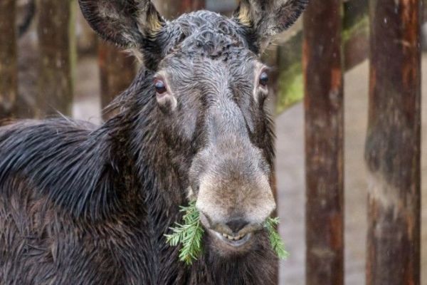 Zvířata v Zoo Praha si pochutnají na vánočních stromcích