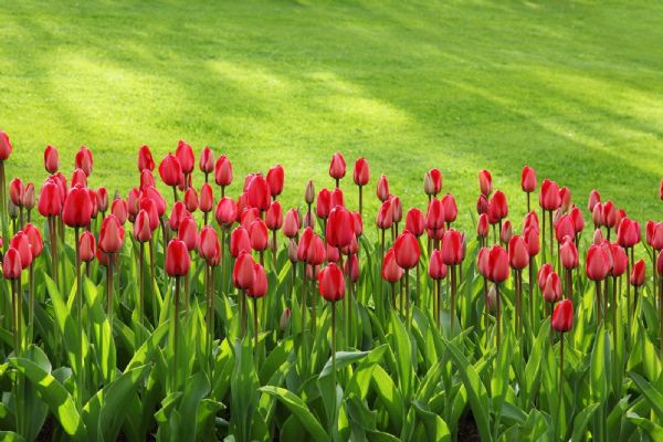 V Písku se letos vysadí na 20 000 cibulí jarních květin, tulipány na náměstí rozehrají šachovou partii