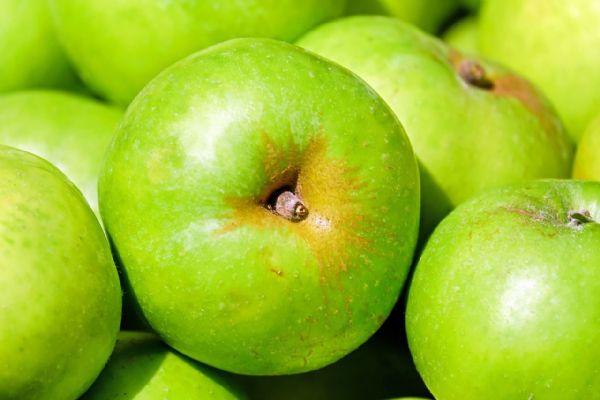 Až o dvě třetiny jablek méně sklidí sadaři v Plzeňském kraji