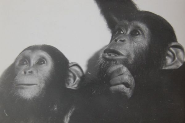 50 let chovu šimpanzů v Plzni