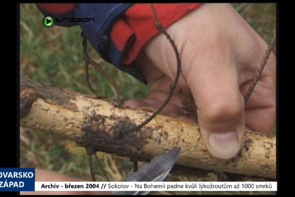 2004 – Sokolov: Na Bohemii padne kvůli lýkožroutům až 1000 smrků (TV Západ)