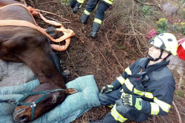 Březová: Dnes dopoledne pomáhali hasiči zvednout koně