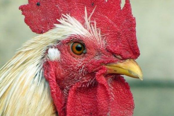 Česká republika je již oficiálně prostá nákazy ptačí chřipkou