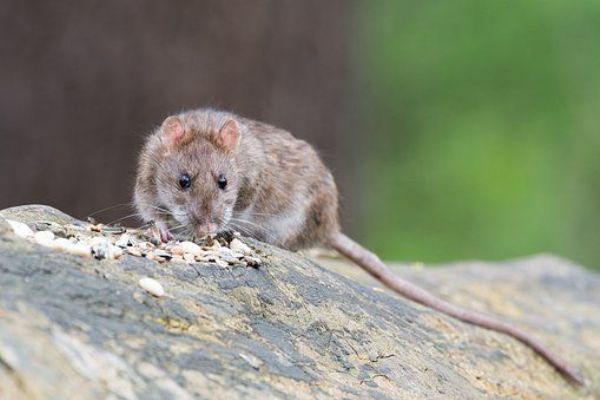 Cheb: Město bude pokračovat v deratizaci potkanů