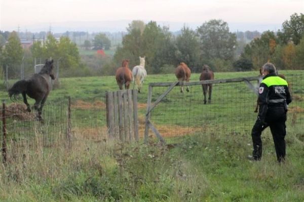Cheb: Strážníci zahnali koně zpět do výběhu