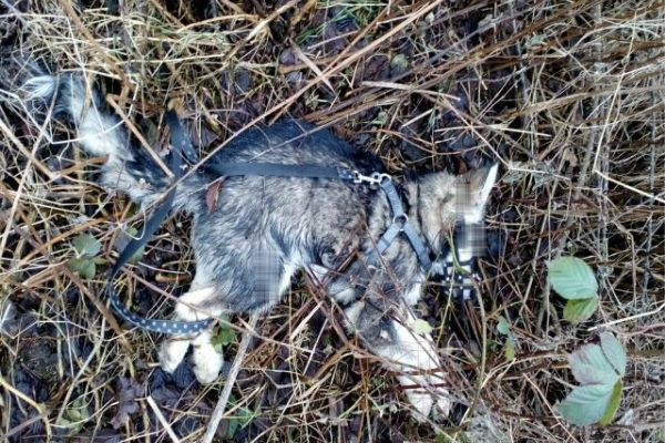 Chvoječná: U obce bylo nalezeno mrtvé štěně