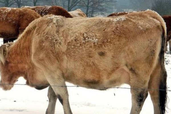 I při extrémních mrazech musí chovatelé zajistit zvířatům vhodné podmínky