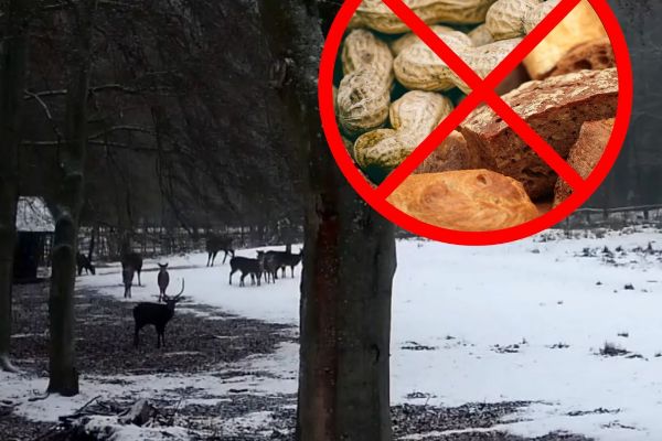 Karlovy vary: Nevhodné krmivo málem usmrtilo několik Jelenů sika 