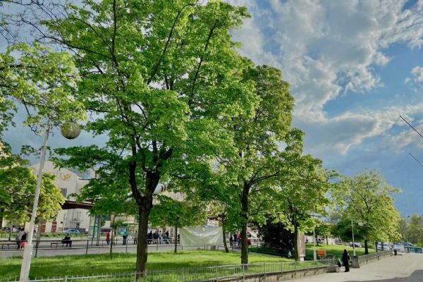 Karlovy Vary: Oprava terminálu MHD Tržnice si vyžádá pokácení 17 stromů