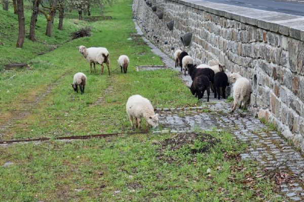 Karlovy Vary: Ovce jsou zpátky v třešňovém sadu