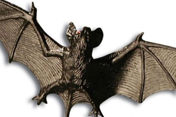 Karlovy Vary: Strážníky zaměstnali netopýři