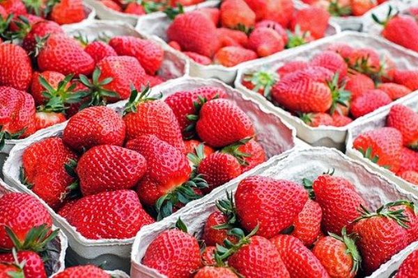 Pěstitelé jahod na Plzeňsku zahájili prodej, v Plzni zlevnil samosběr